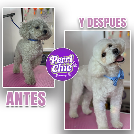 Corte de Poodle en Puente Alto — Perrichic